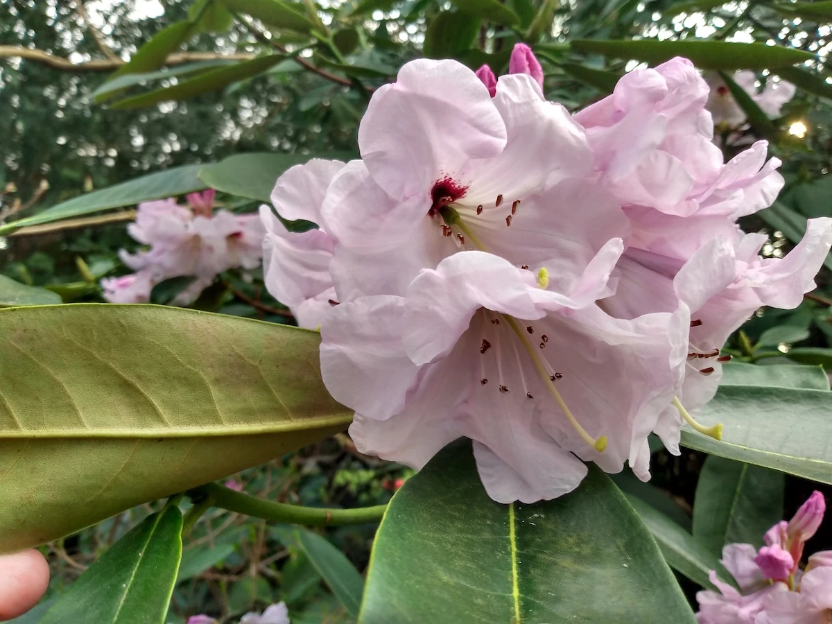 Calfort Lilac
